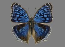 <p>  <i>Junonia rhadama</i> (above) is the kind of butterfly that you only read about, but never quite 
             believe it is real, until you catch one yourself. </p>